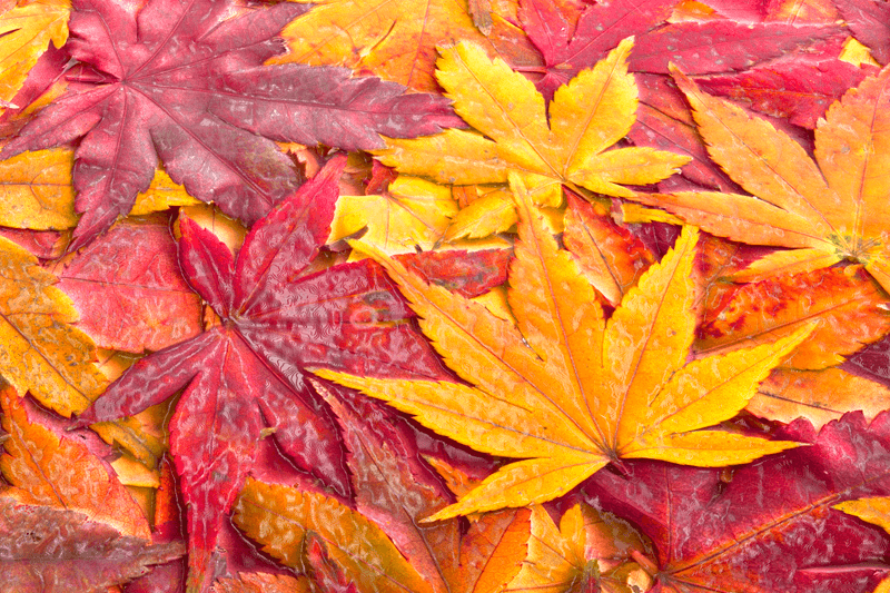 Maple Leaves